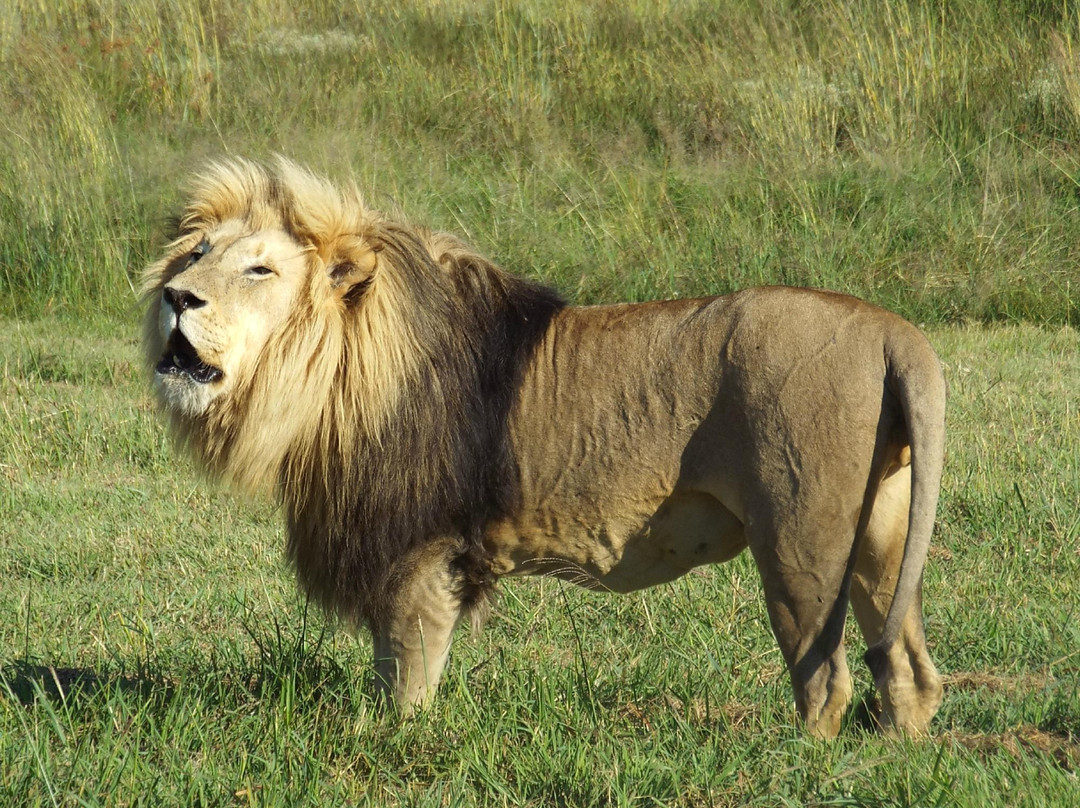 LIONSROCK Big Cat Sanctuary
