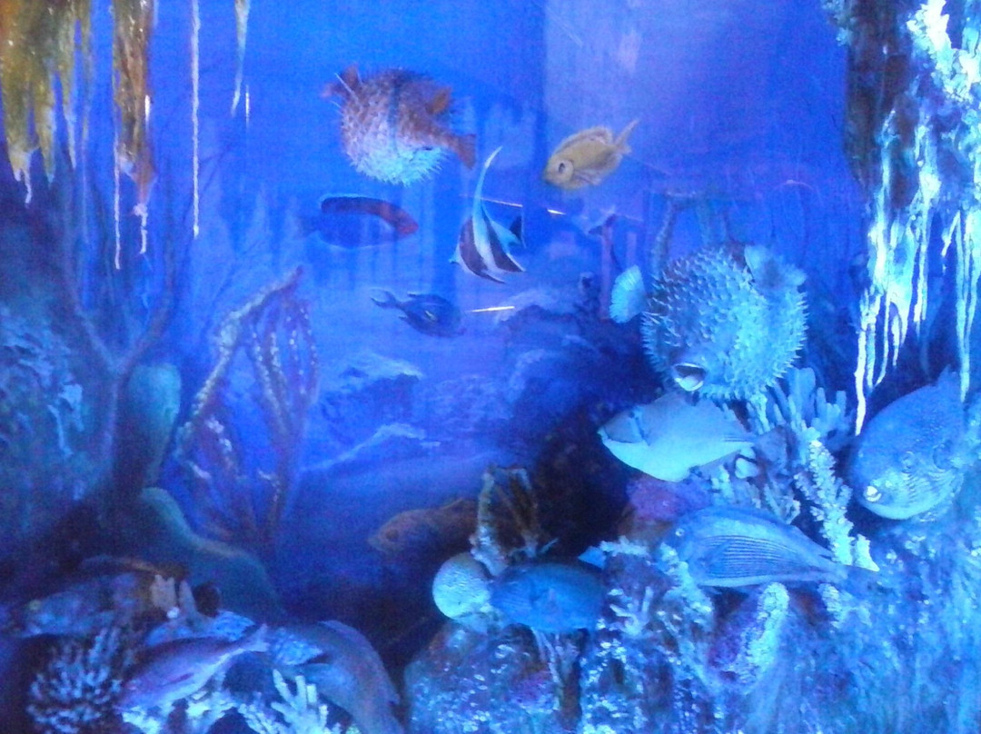 Aquarium Museum