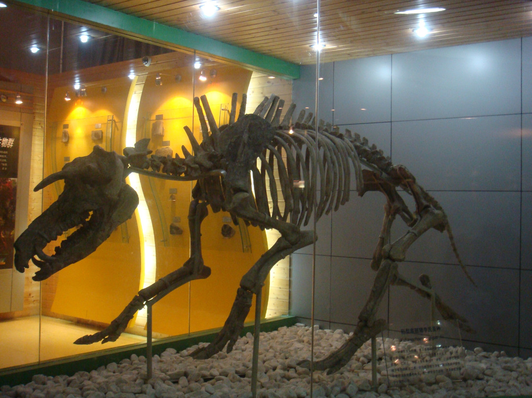 北京自然博物馆-北京市必去景点