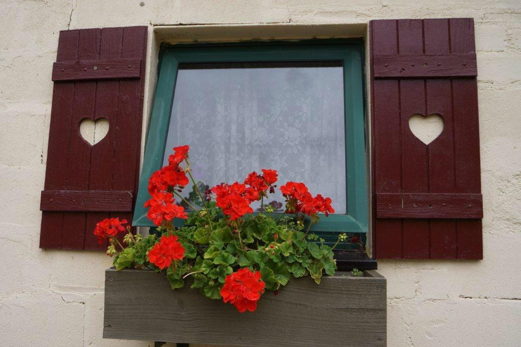 Edelweiss Cottage B&B主图