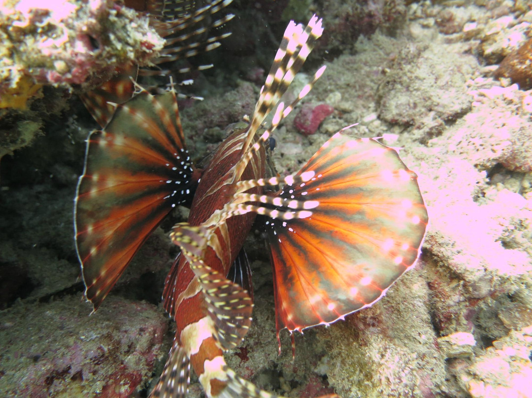 普吉岛安迪潜水体验-拉威必去景点