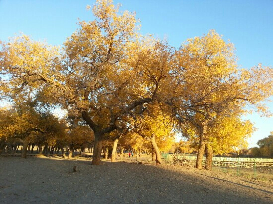内蒙古额济纳旗胡杨林国家级自然保护区-阿拉善左旗必去景点