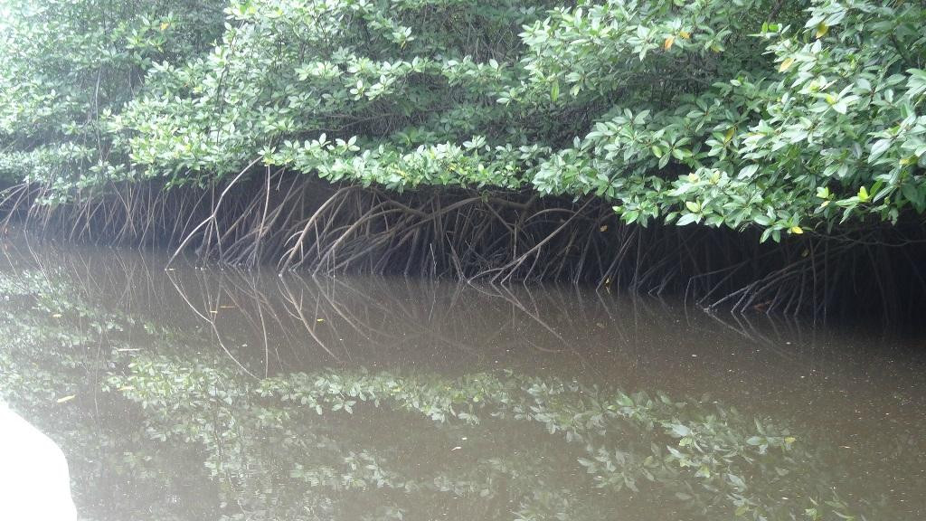 蓝梦岛红树林-蓝梦岛必去景点