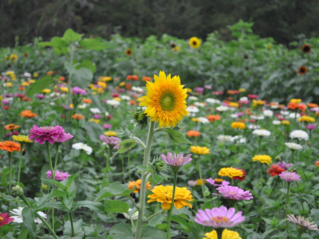 Poppell Farms-Odum必去景点
