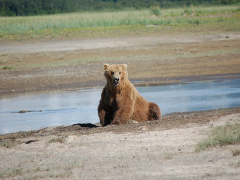 Alaska Wild Bear Adventures-荷马必去景点