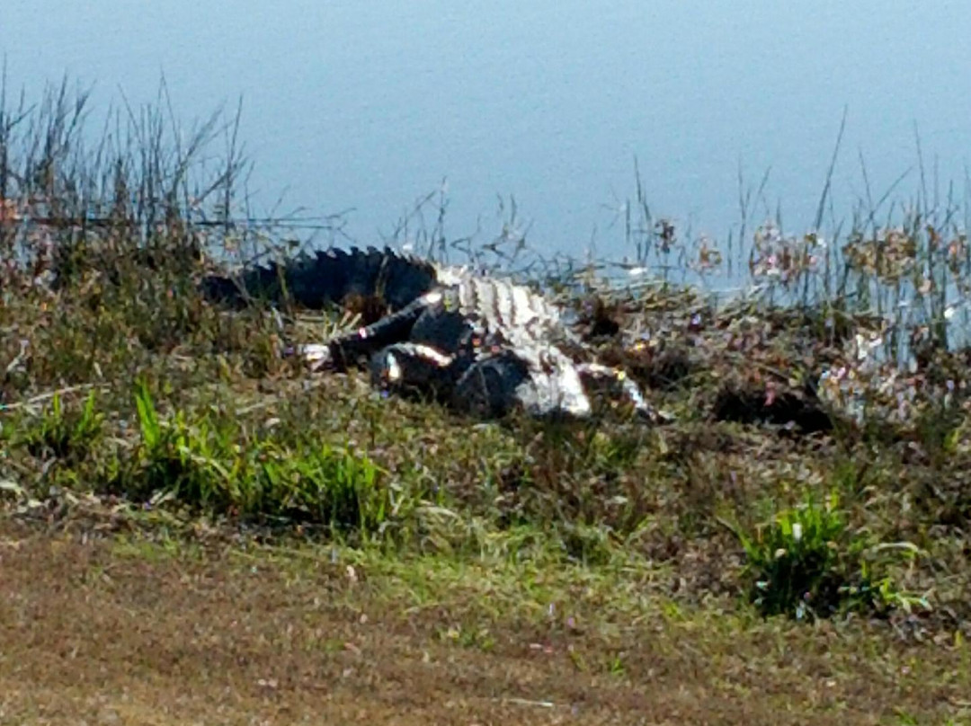 Golf Club at Hilton Head Lakes景点图片