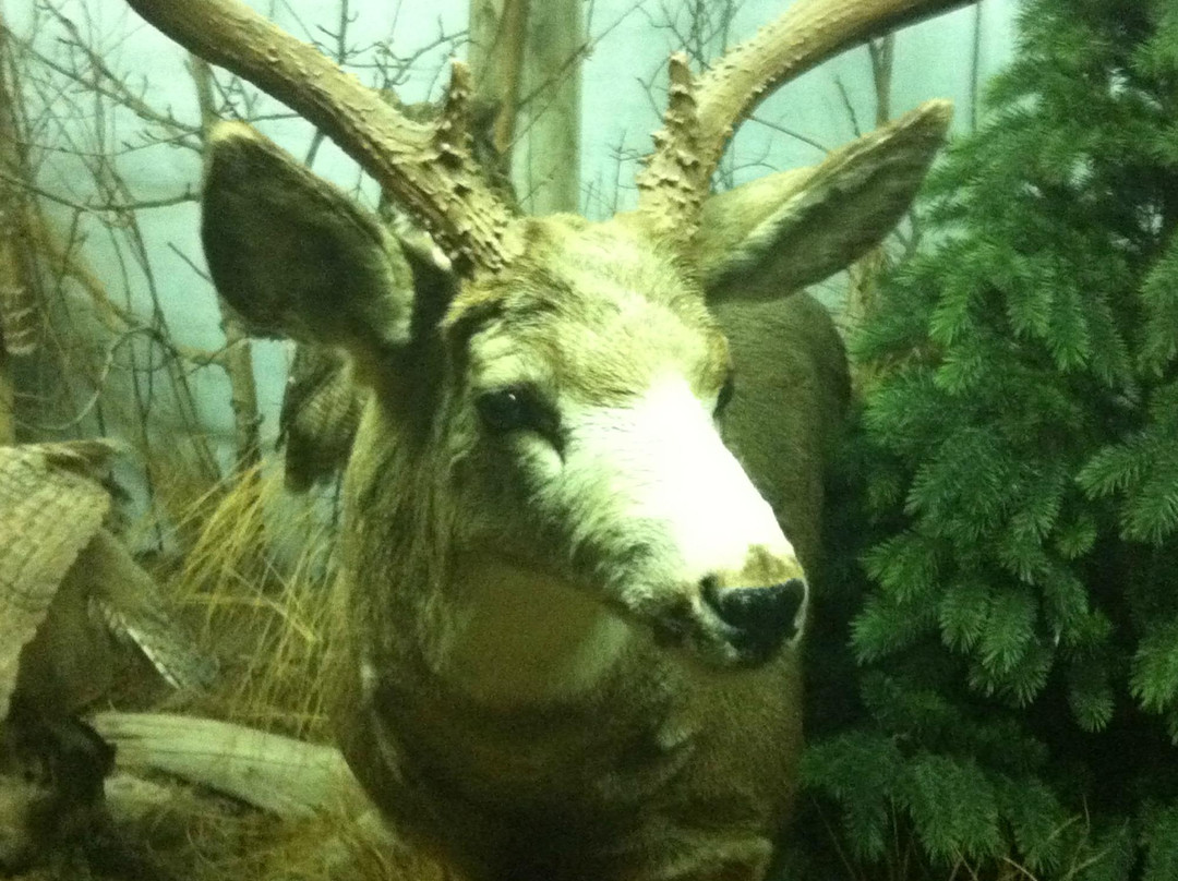 The Den - Jasper's Wildlife Museum景点图片