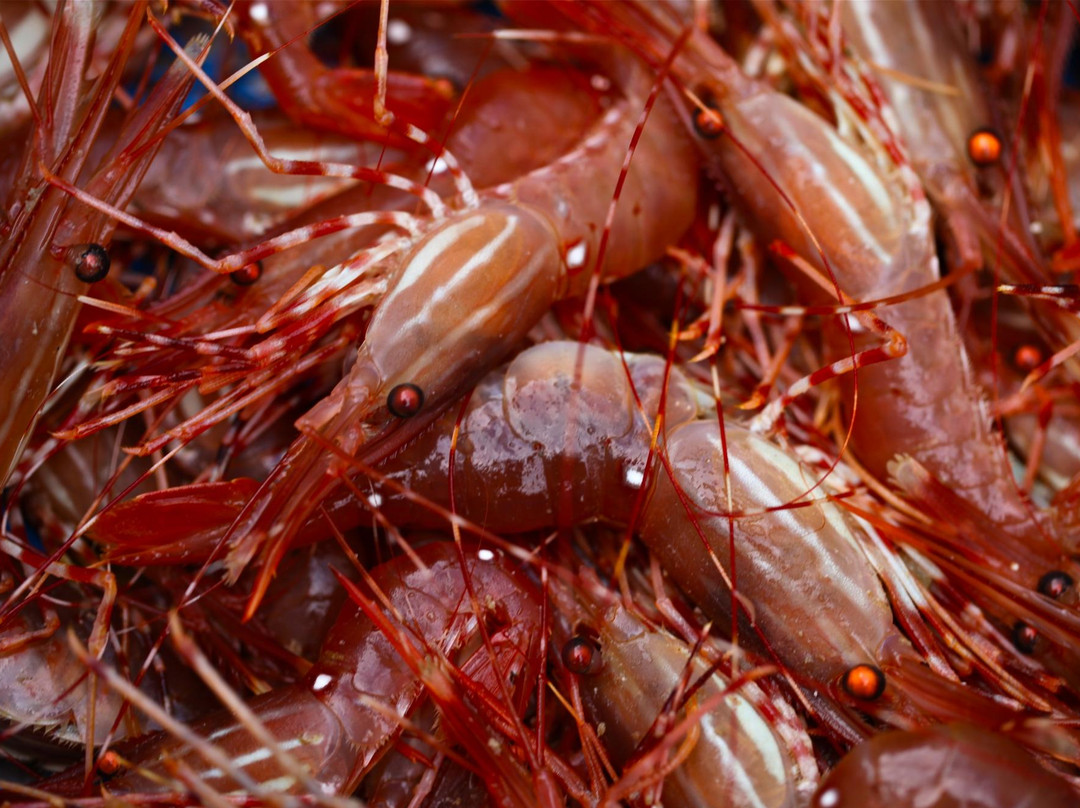 Van Isle Fishing and Marine Adventures景点图片