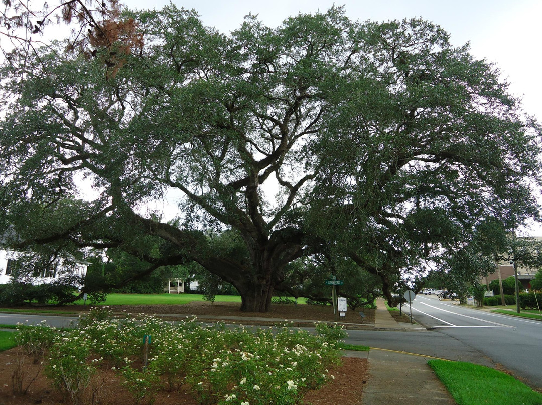 Thomasville's Historic Big Oak-Thomasville必去景点