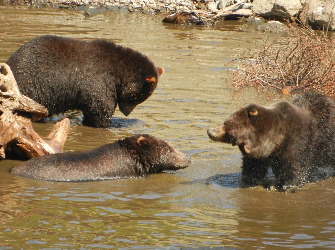 Fortress of the Bear-锡特卡必去景点