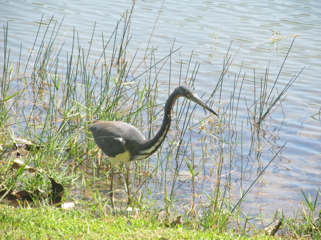 Fairchild Tropical Botanic Garden-科勒尔盖布尔斯必去景点