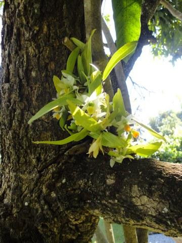 Dokmai Garden-限隆必去景点