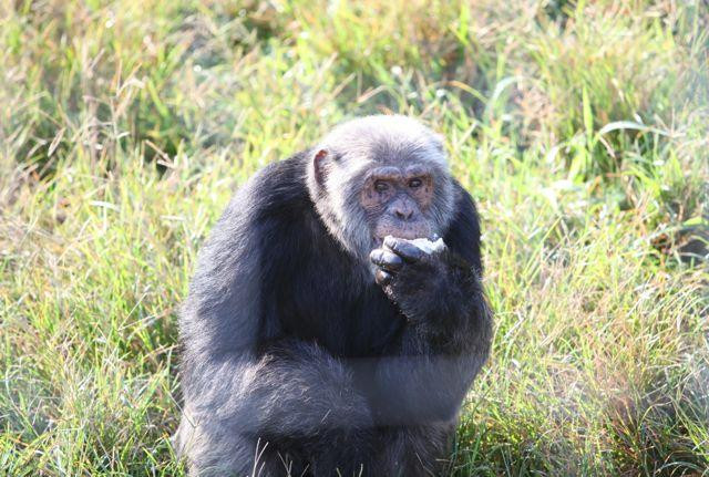 Ngamba Island Chimpanzee Sanctuary-恩德培必去景点