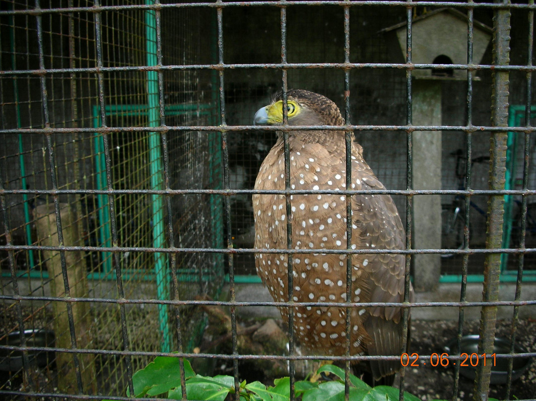 Albay Park and Wildlife-雷加斯皮必去景点