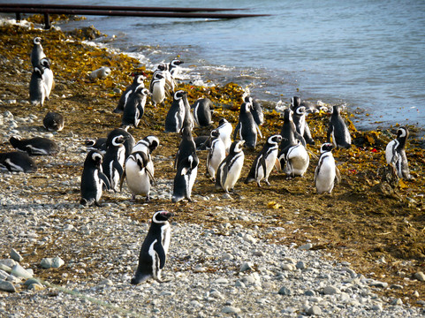 Solo Expediciones-蓬塔阿雷纳斯必去景点