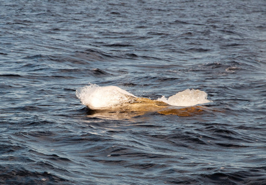 Otis Excursions-泰道沙克必去景点