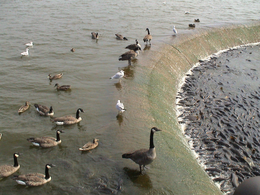 Pymatuning State Park景点图片