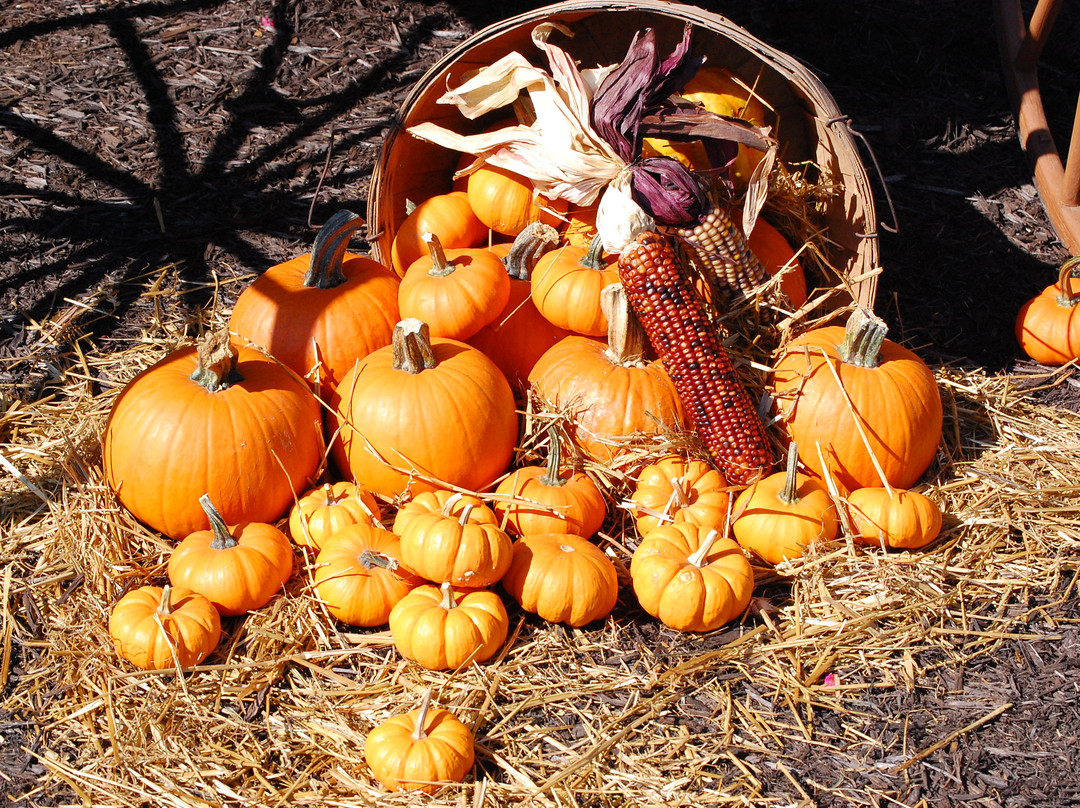 Mapleside Farms-Brunswick必去景点