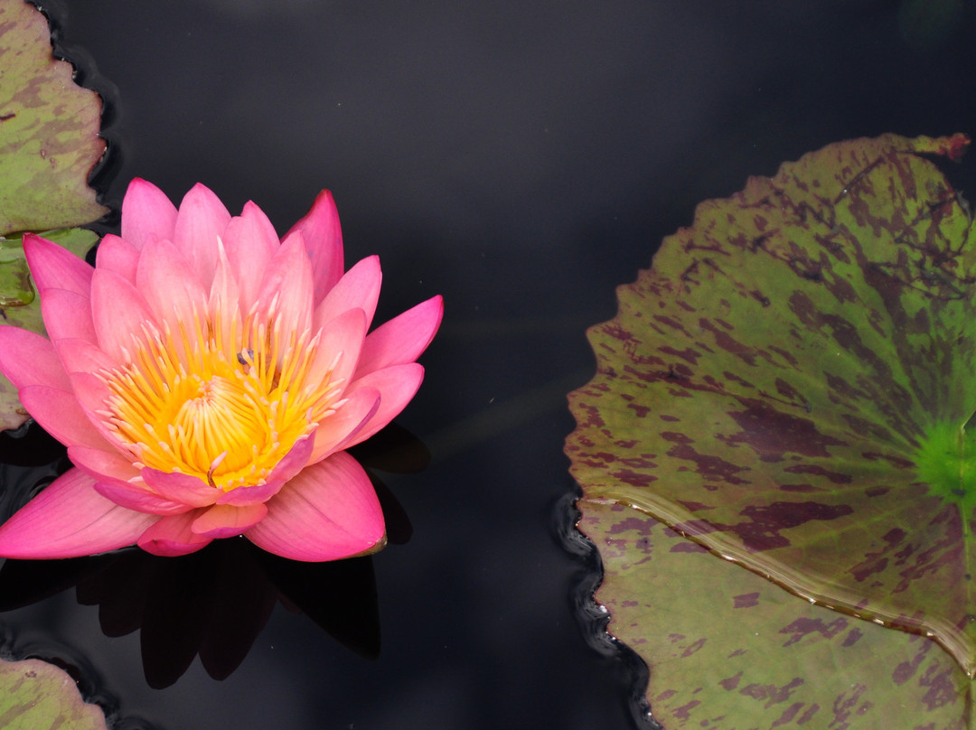 Chicago Botanic Garden-Glencoe必去景点