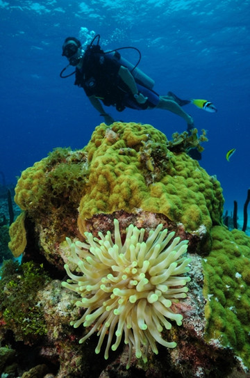 Blue Life Centro de Buceo-圣安德烈斯必去景点
