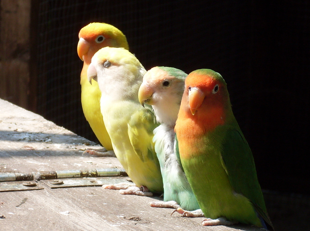 Tropical Birdland景点图片