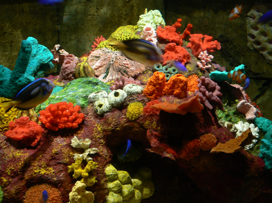 Dingle Oceanworld Aquarium-丁格尔必去景点