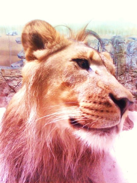 Potter Park Zoo-兰辛必去景点