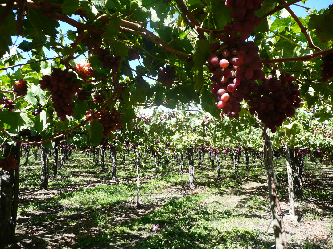 Ruta del Vino - Vinos y Tours-圣克鲁斯必去景点