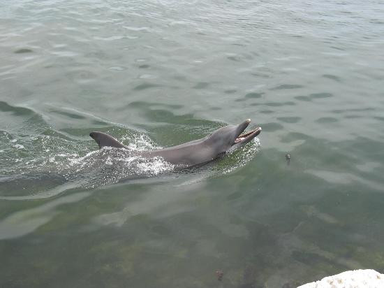Dolphin Research Center-Grassy Key必去景点