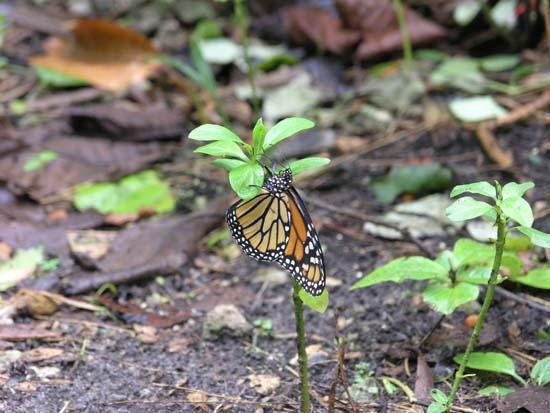 库拉植物园-库拉必去景点
