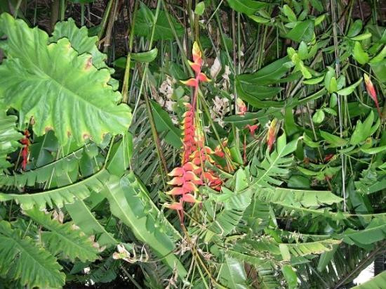 Fairchild Tropical Botanic Garden-科勒尔盖布尔斯必去景点