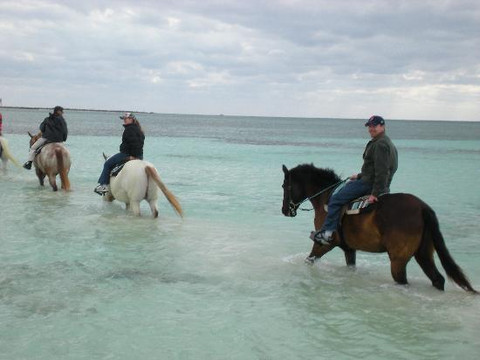 Pinetree Stables-弗里波特必去景点