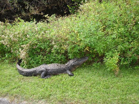 鲨鱼谷-大沼泽国家公园必去景点