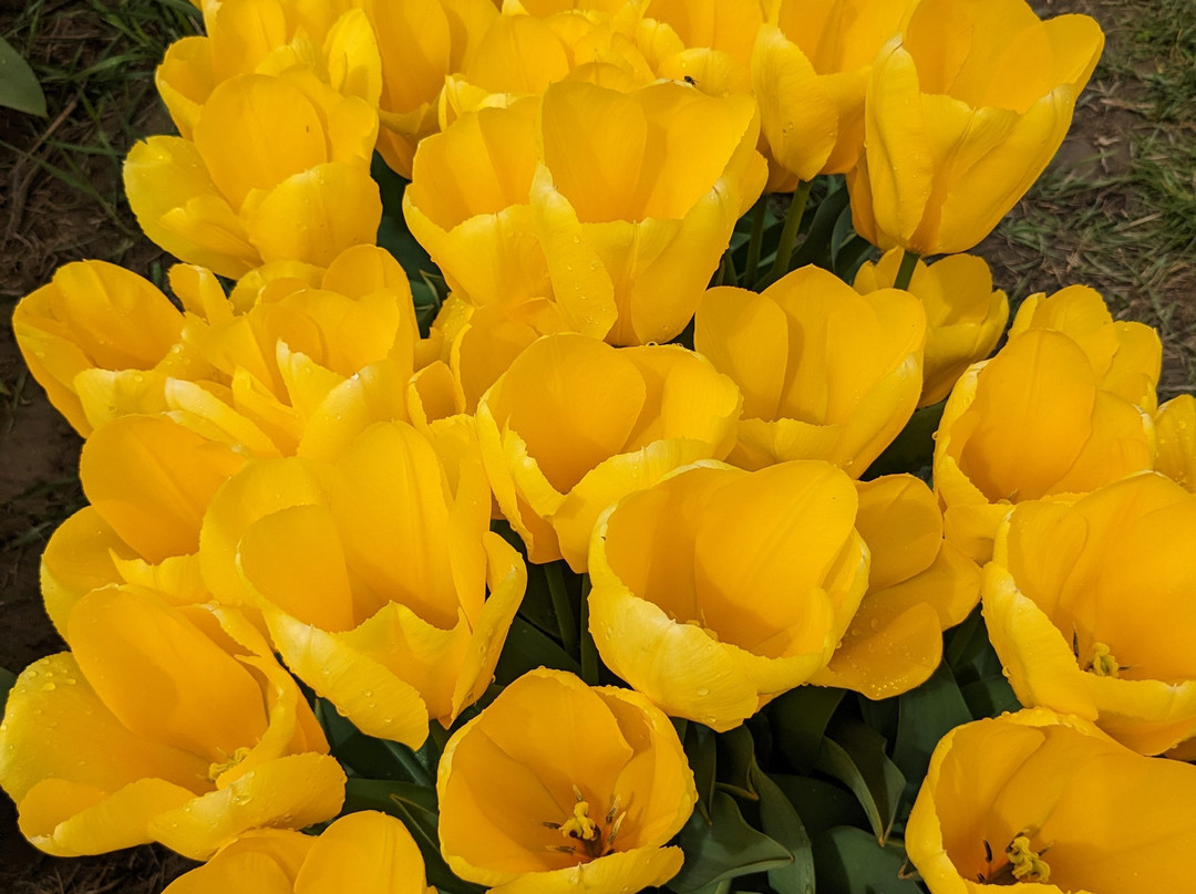 Skagit Valley Tulip Festival景点图片