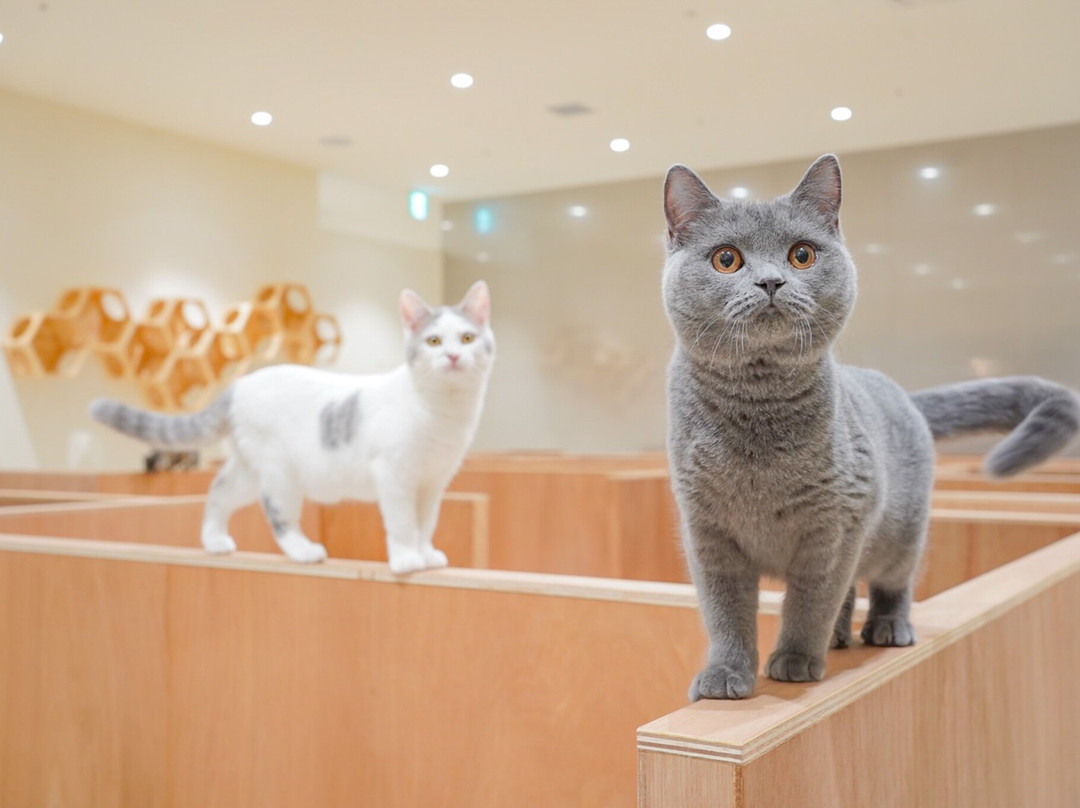 Cat Café MOFF Aeon Mall Toyokawa-丰川市必去景点