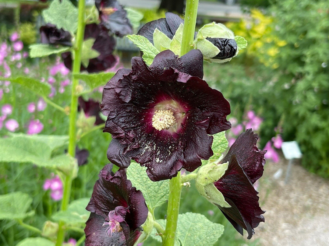 Annual Flower Trial Garden-科林斯堡必去景点