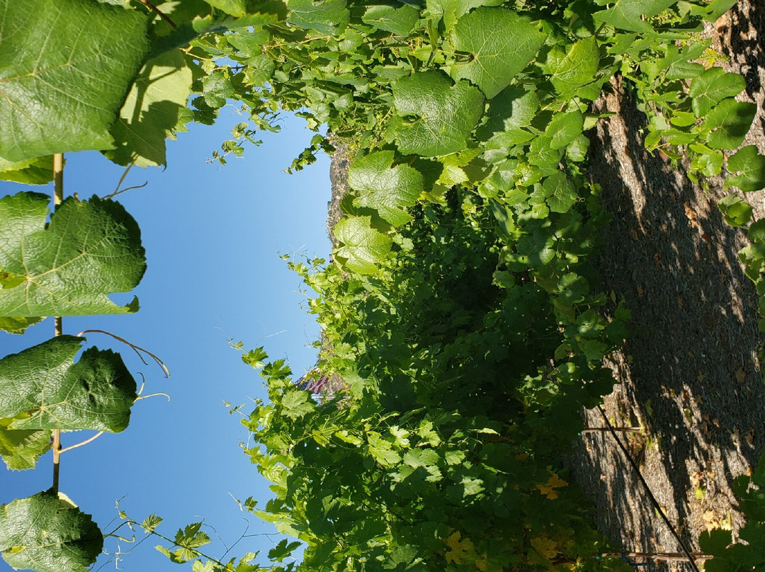 Belle Marie Winery-埃斯孔迪多必去景点