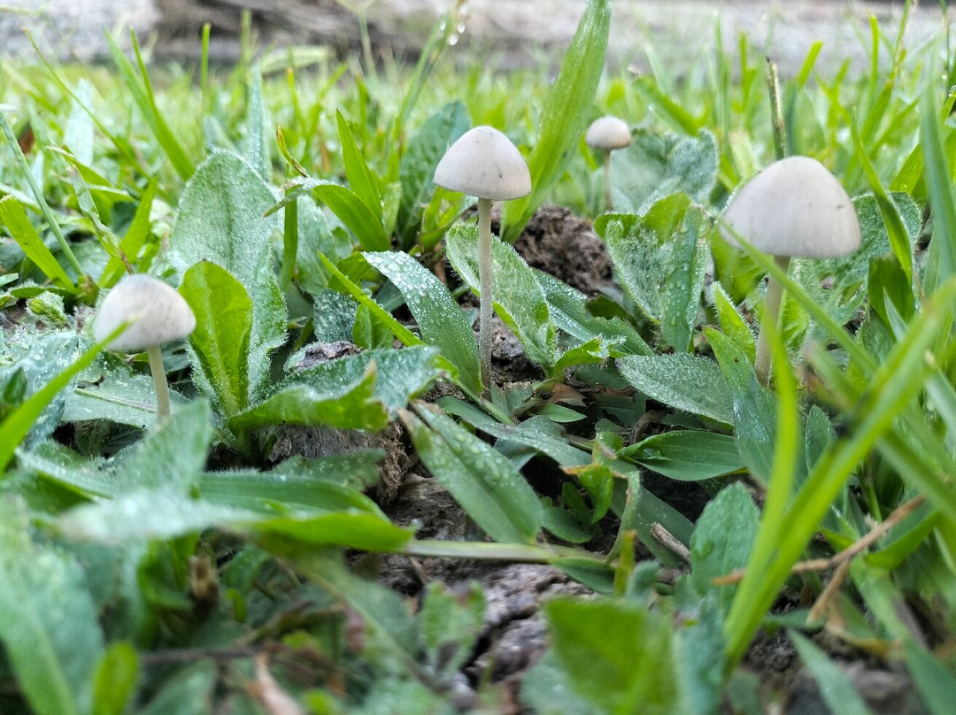 Eje Cafetero Ruta Campesina-Chinchina必去景点