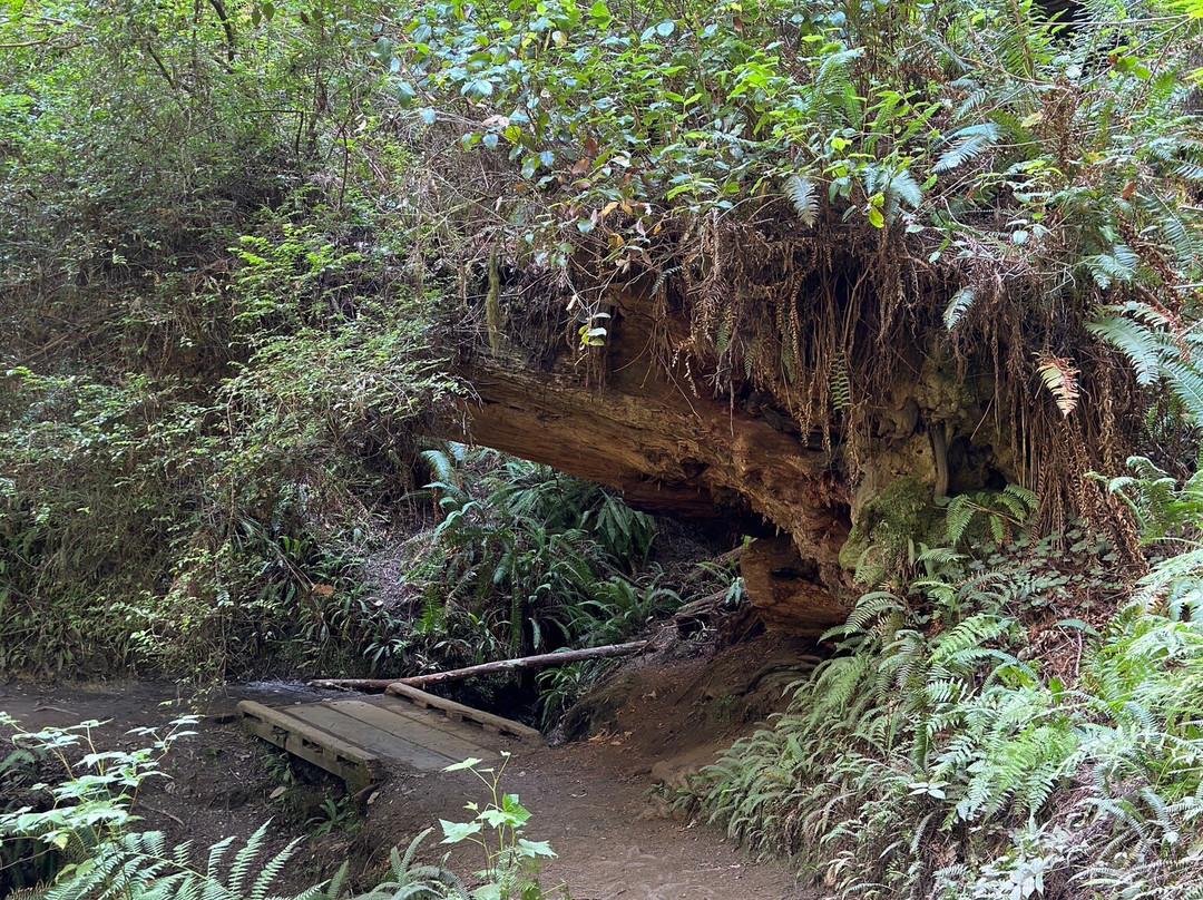 Trillium Falls Hike景点图片