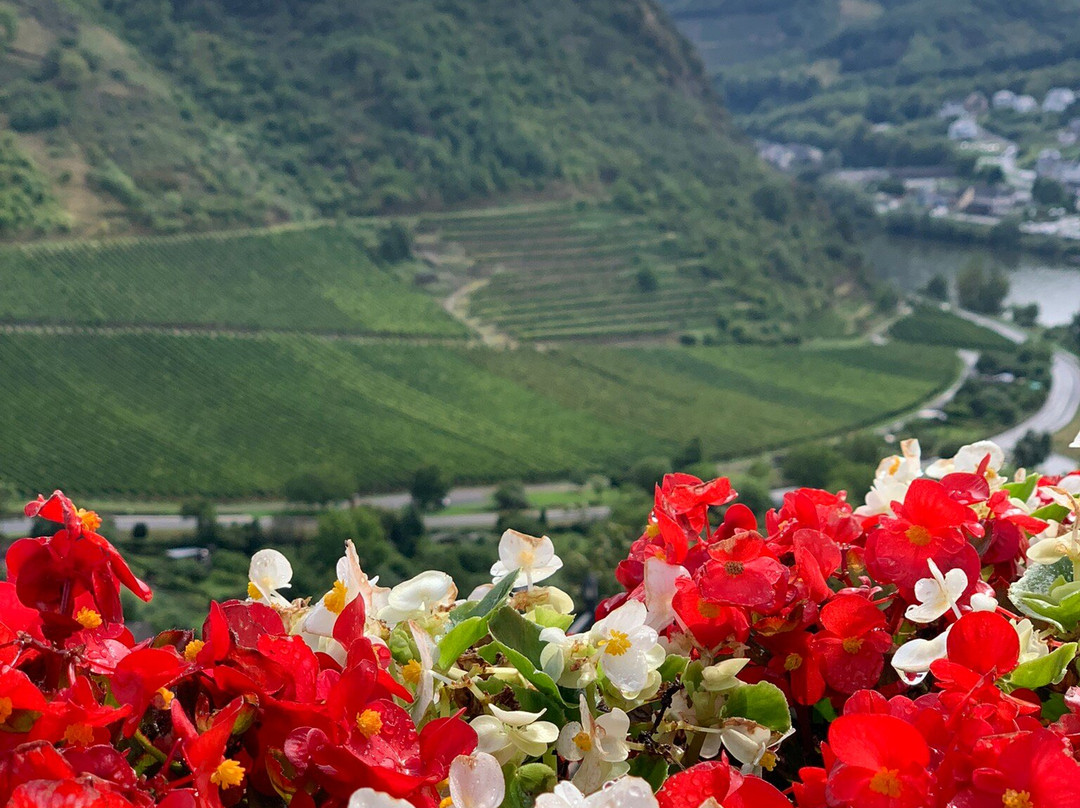 施耐德费瑞恩葡萄酒庄主图