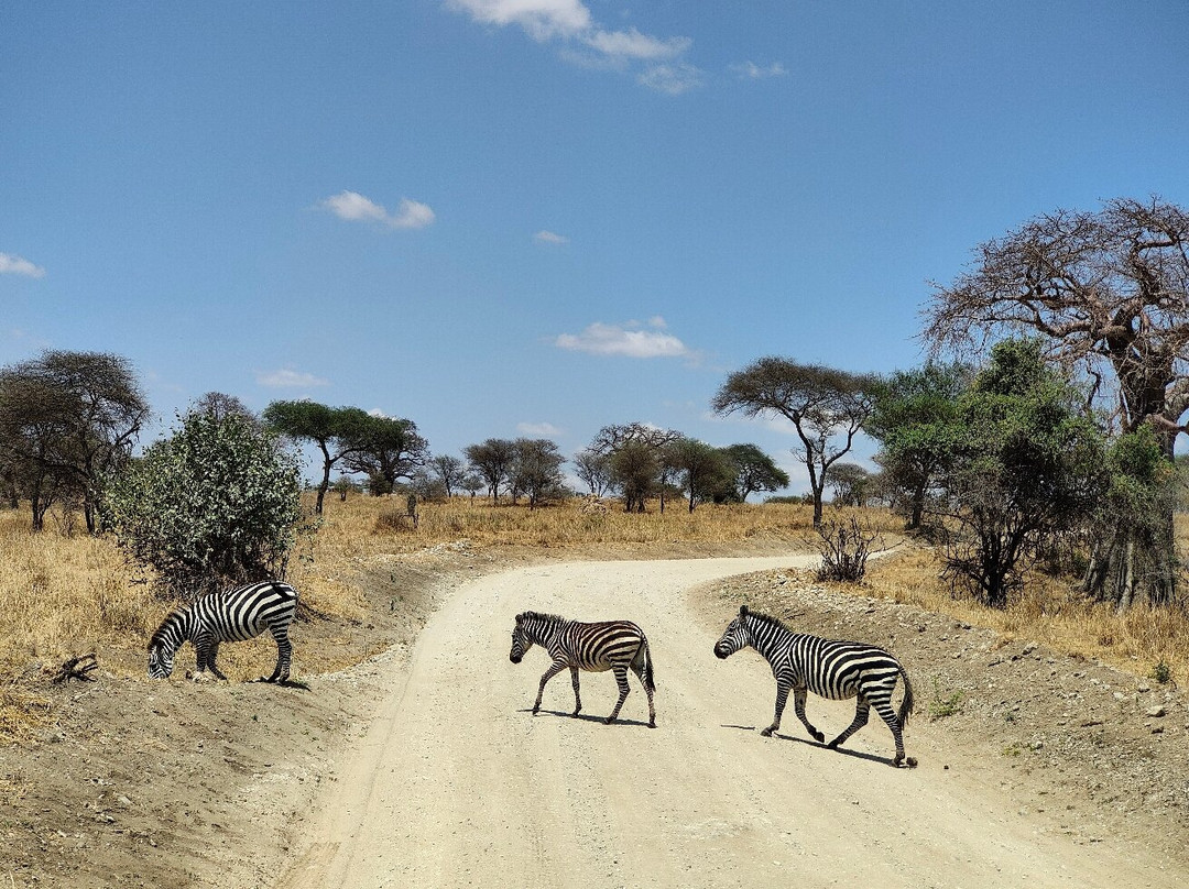 Meijo Safaris景点图片