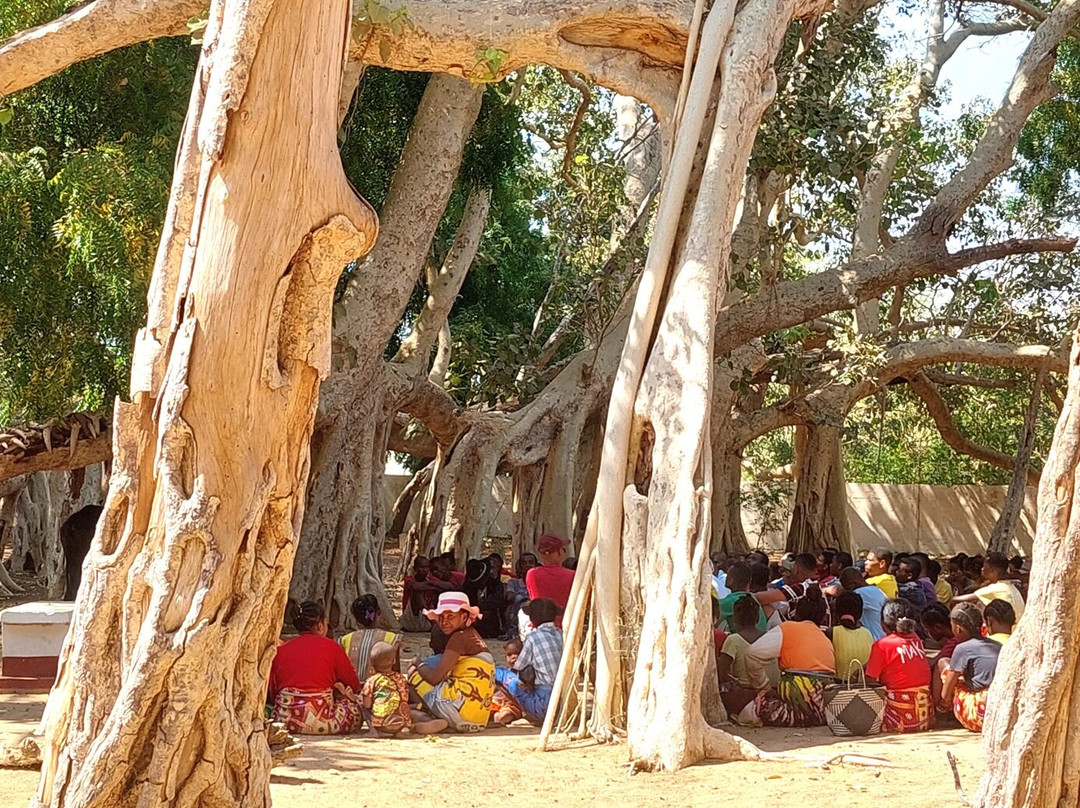 The Sacred Tree of Miary景点图片