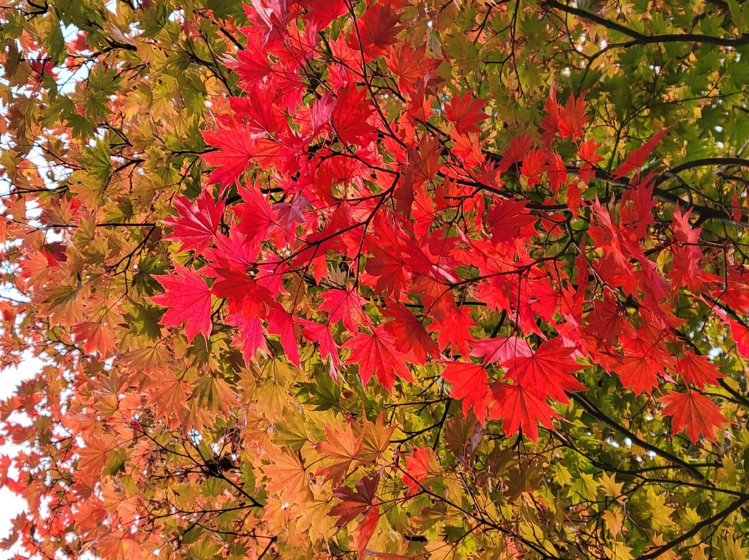 Geibikei-一关市必去景点