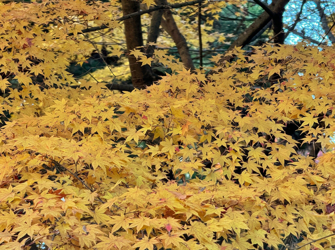 Kiyomizudera Temple-加东市必去景点