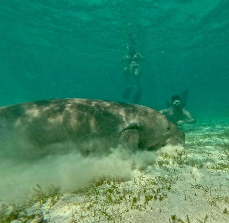 Dugong Dive Center景点图片