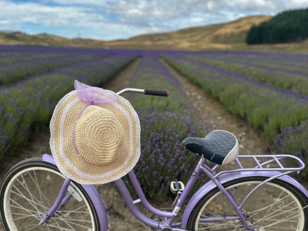 New Zealand Alpine Lavender Farm景点图片