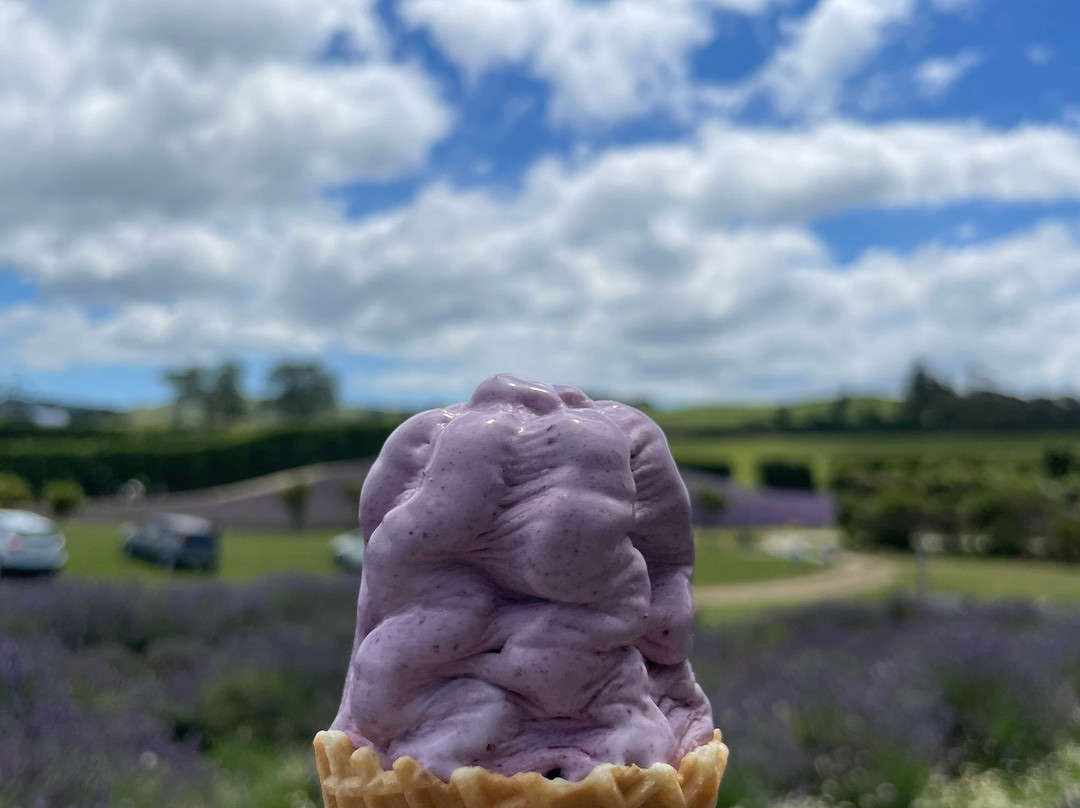 Waihi Lavender Farm景点图片