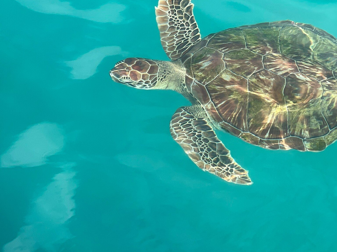 Captain Dwayne Barbados / Livity Cruises-巴巴多斯必去景点