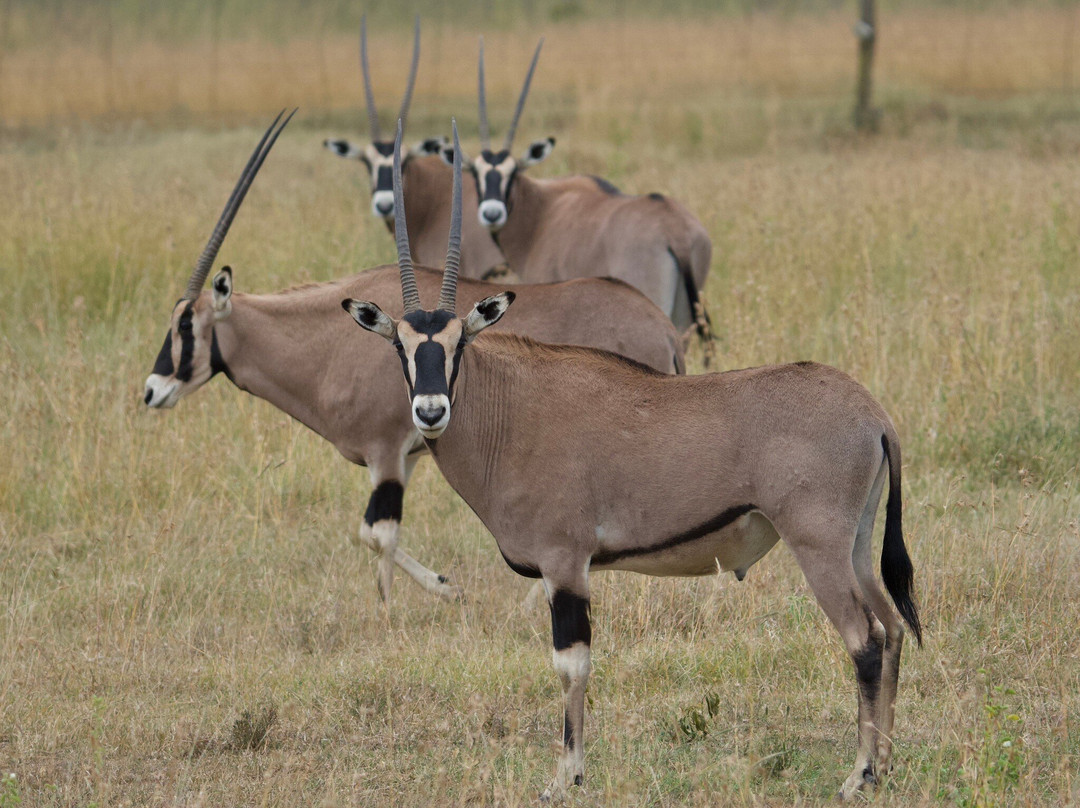 Solio Ranch-涅里必去景点