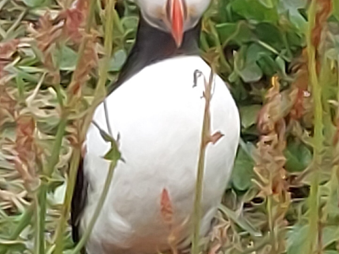 Tiree Sea Tours-Isle of Tiree必去景点